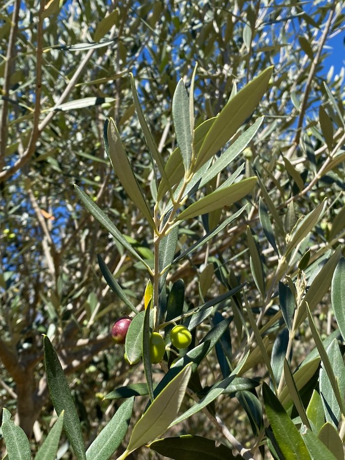 olives on a branch - olea europea