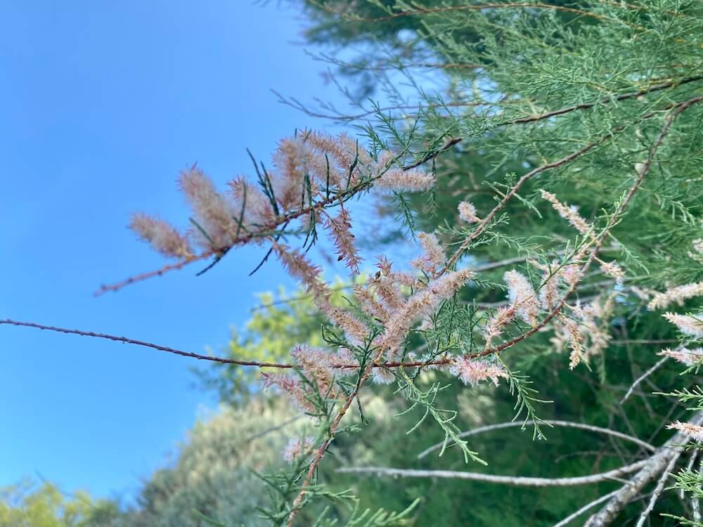 Tamarix flowers in mediterranean garden