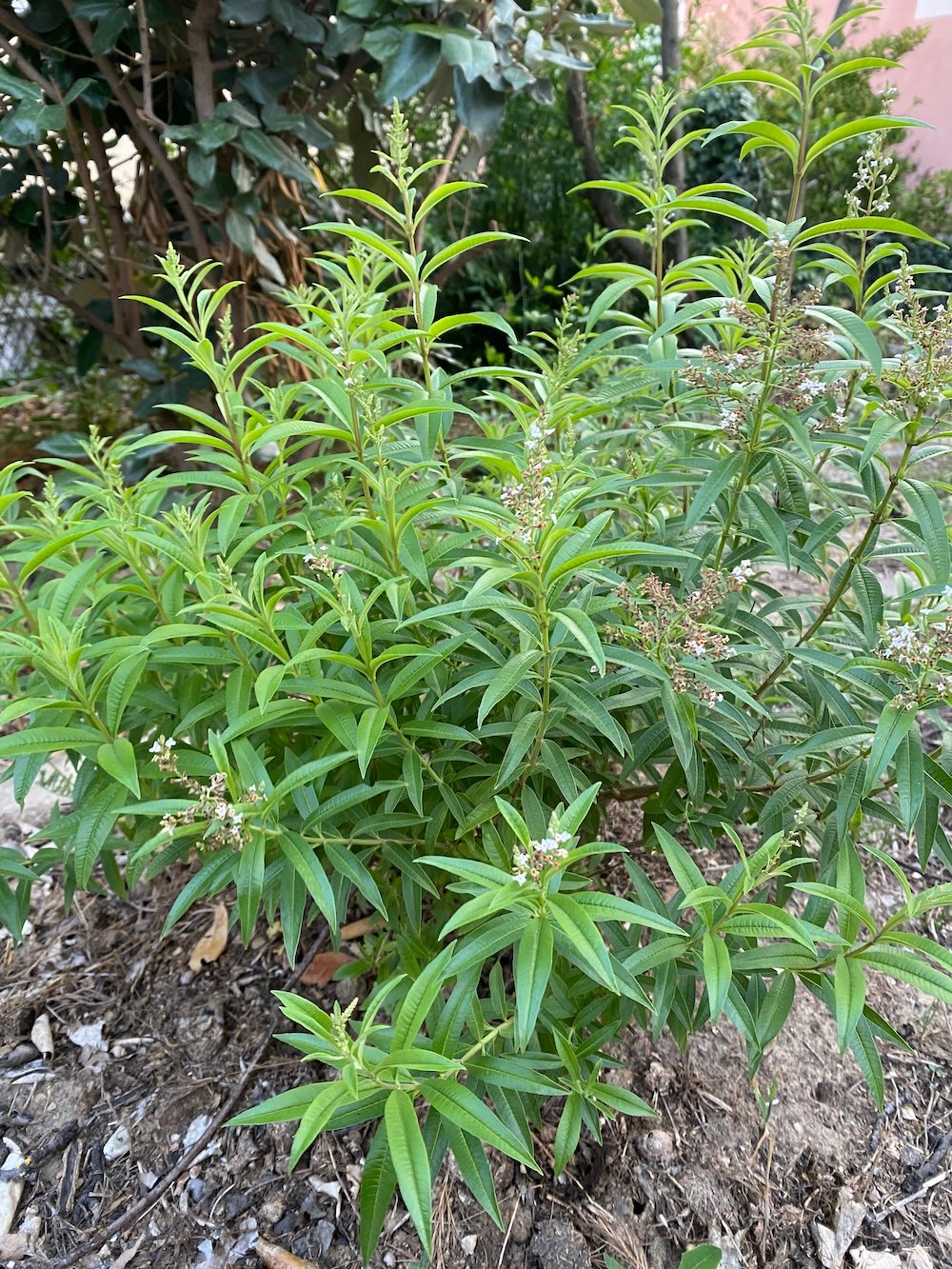 Alyosia citriodora shrub