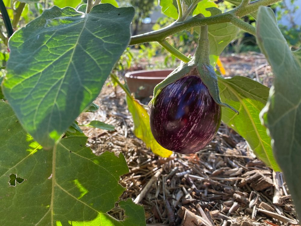 Ripening aubergine or eggplant, Antigua type purple with white stripes