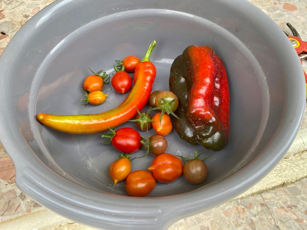 Red Cayenne chilies, bell pepper and tomatoes