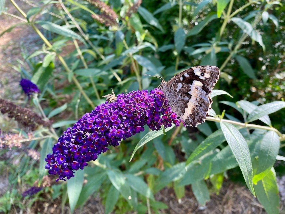 Buddleia davidii Black Knight with butterfly