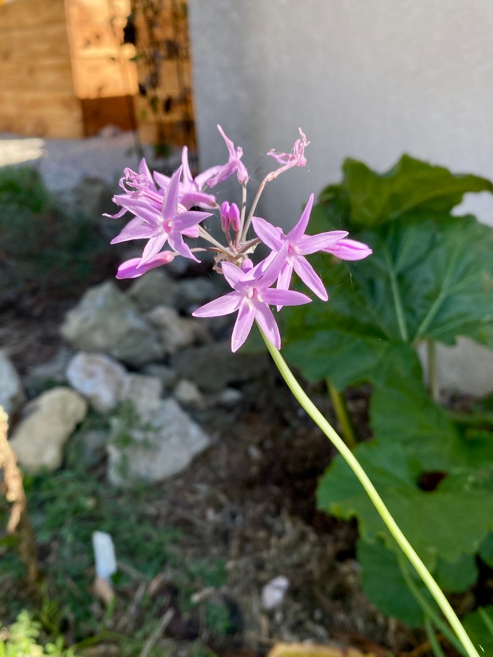 Tulbaghia violacea in a mediterranean garden