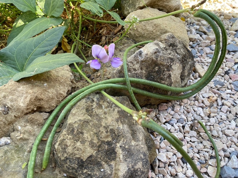 Asparagus Beans / Vigna unguiculata sesquipedalis in a mediterranean garden