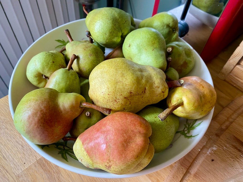 Harvested pears Clapp's Favorite