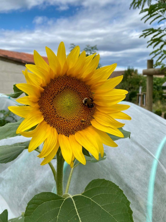 Sunflower with bee