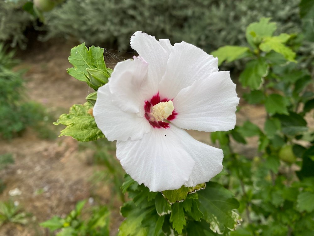 Hibiscus syriacus