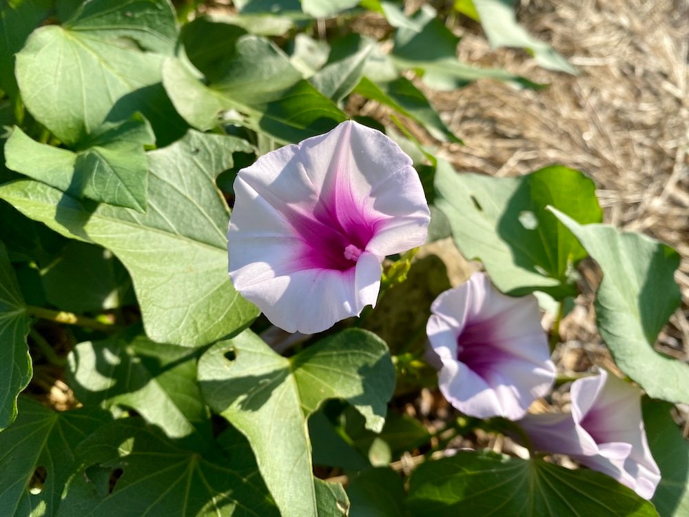 Sweet potatoe (ipomoea batatas) flowers