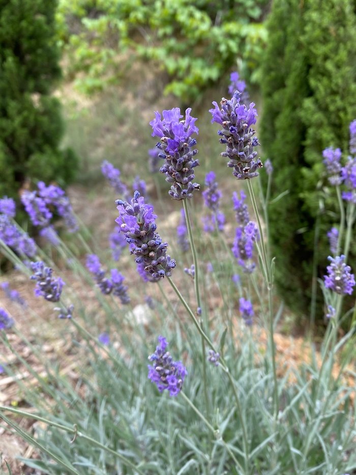 Lavandula