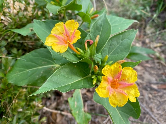 Mirabilis jalapa