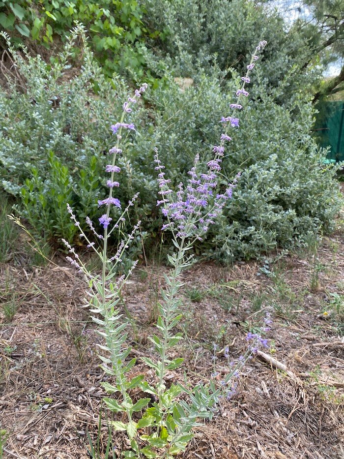 Perovskia atriplicifolia