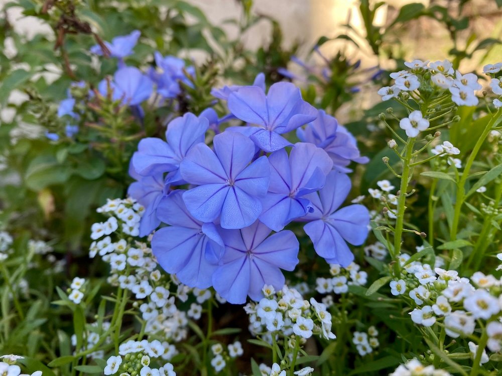 Plumbago capensis/auriculata flower