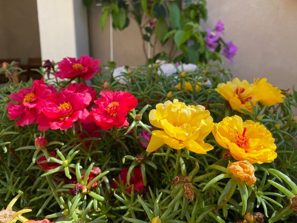 Portulaca grandiflora