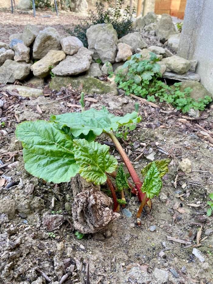 Rhubarb leaves