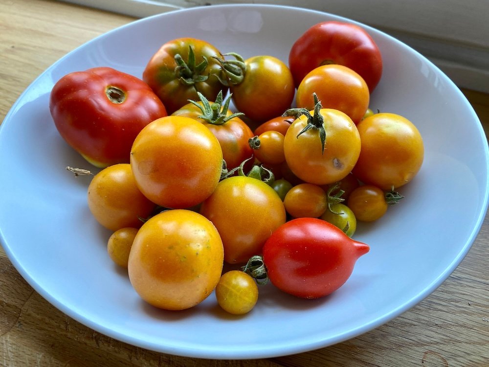 Yellow and red tomatoes in a white dish