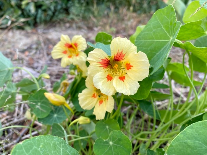 Yellow Tropaeolum flower