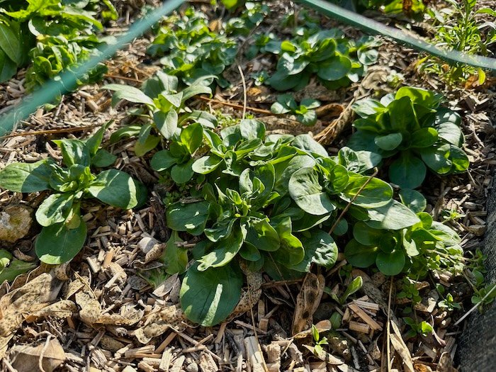 Lamb's lettuce (Valeriana)