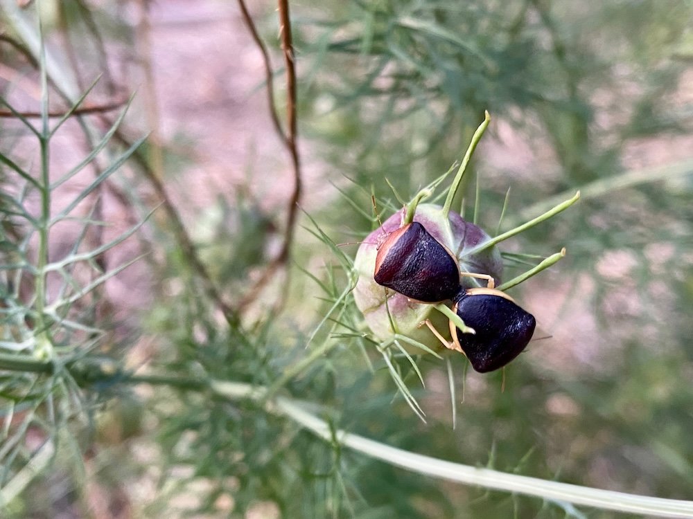 Ventocoris rusticus and Nigella damascena