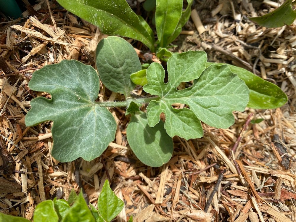 Melons: Cucumis melo and Citrullus lanata