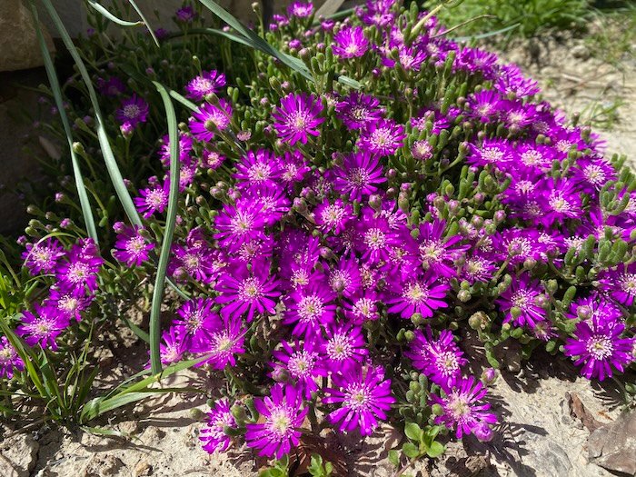 Pink Drosanthemum hispidum flowers