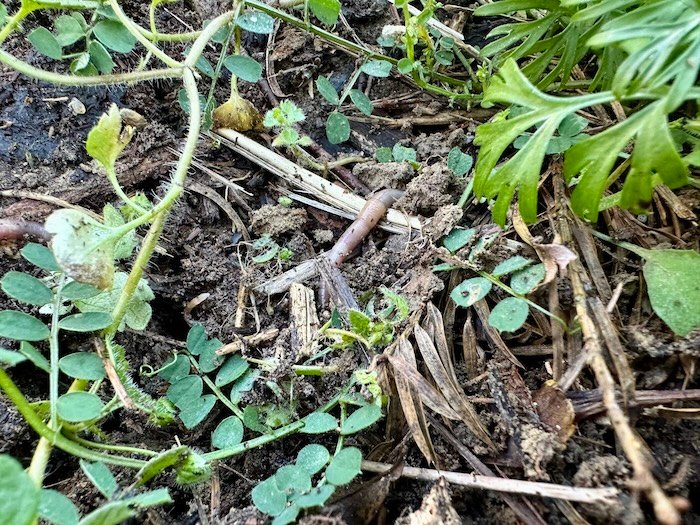 earthworm in a mediterranean garden