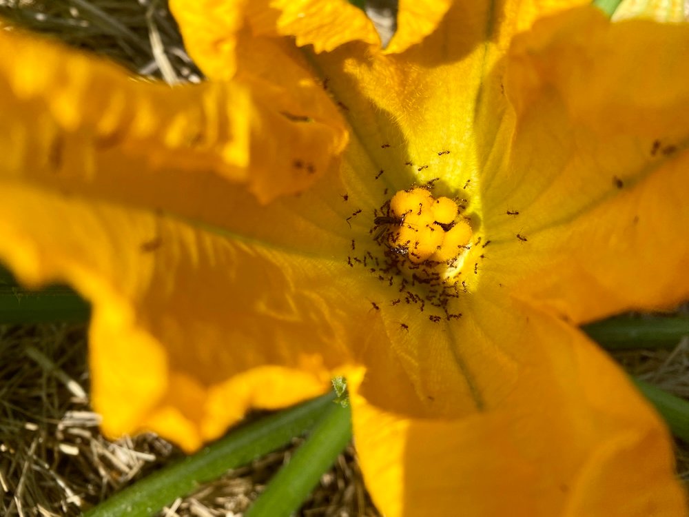 Zucchini flower with ants