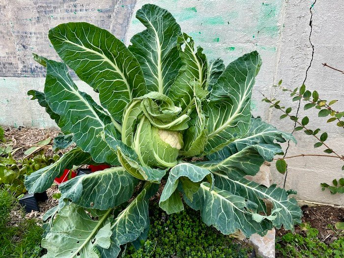 The Potager in Winter: Cabbage & Co.