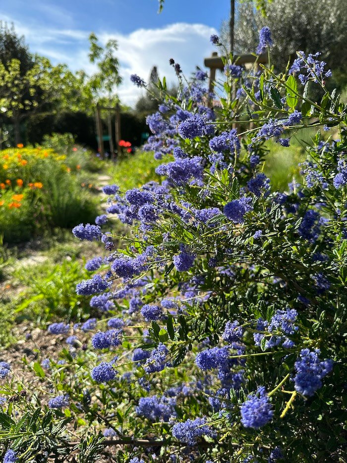 Ceanothus