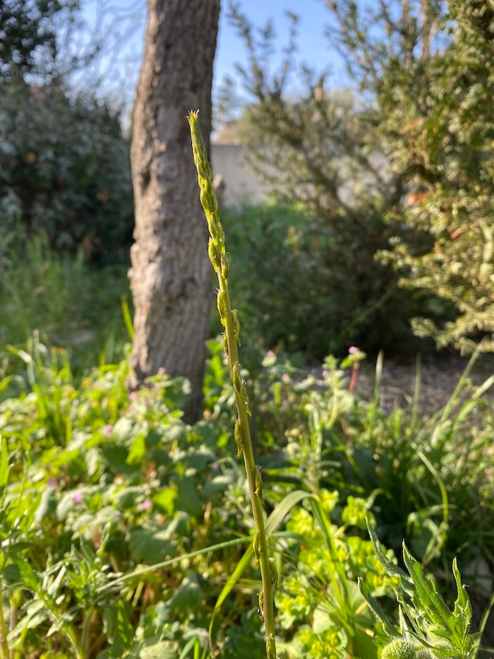 Asparagus acutifolius