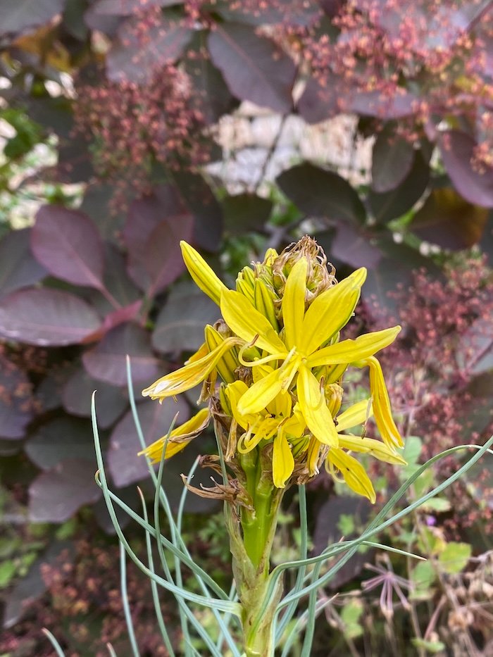 Asphodeline lutea