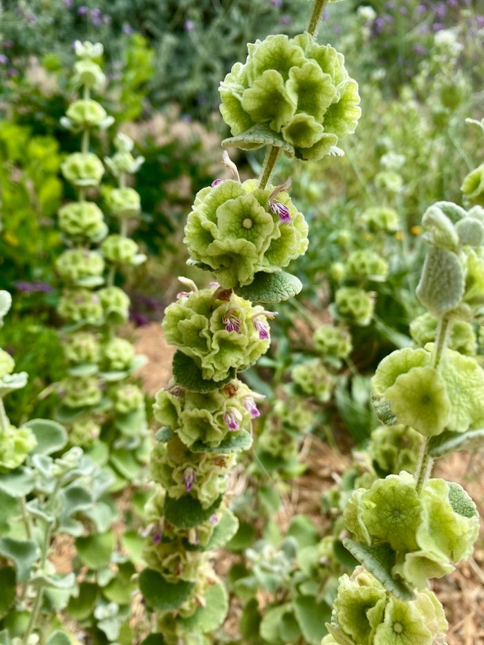 Ballota or Pseudodictamnus