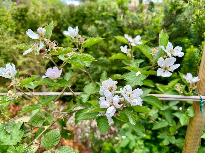 Blackberry flowers in a Mediterranean garden