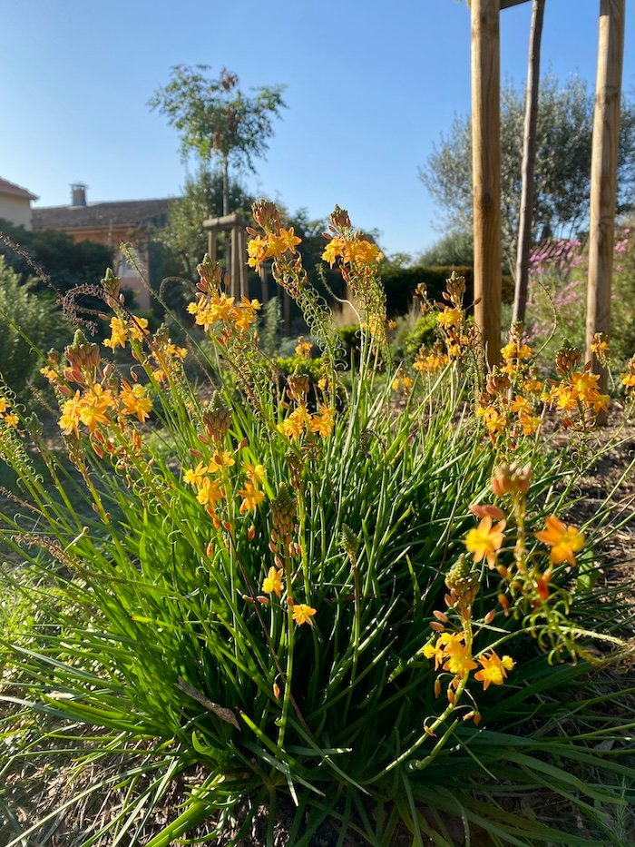 Bulbine frutescens