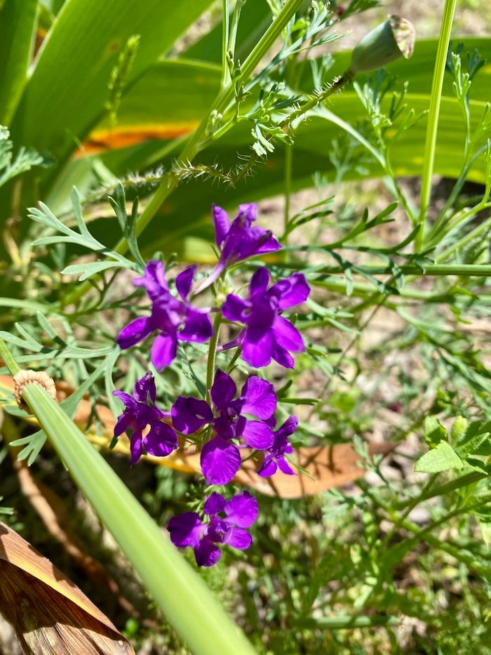 Delphinium orientale