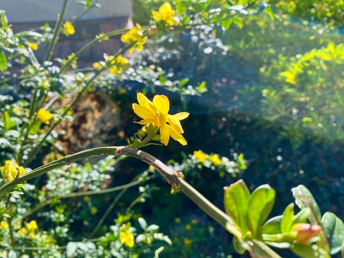 Jasminum mesnyi