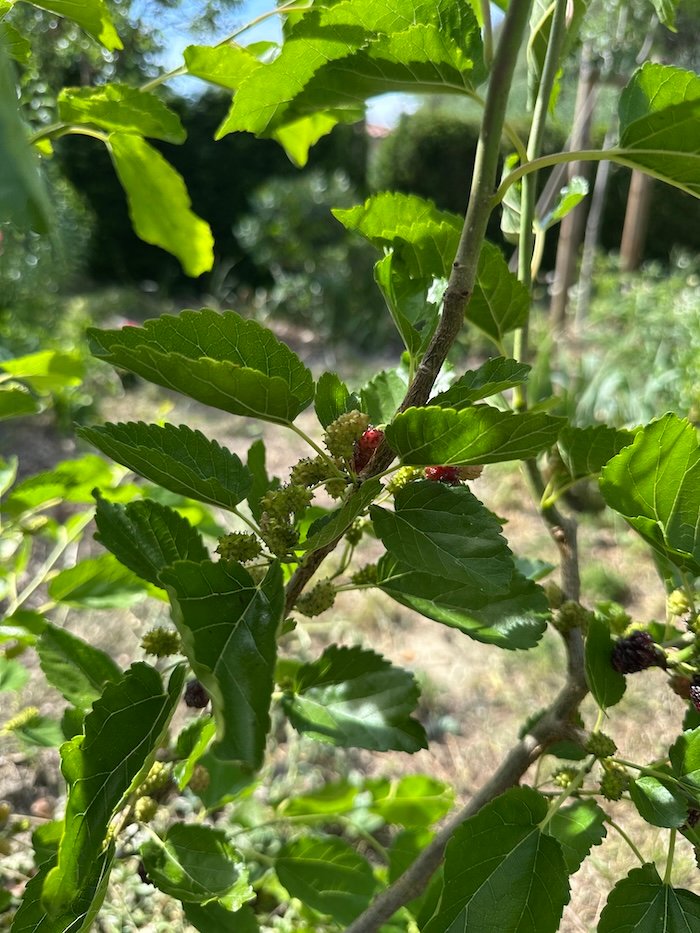 Morus albus – Mulberry