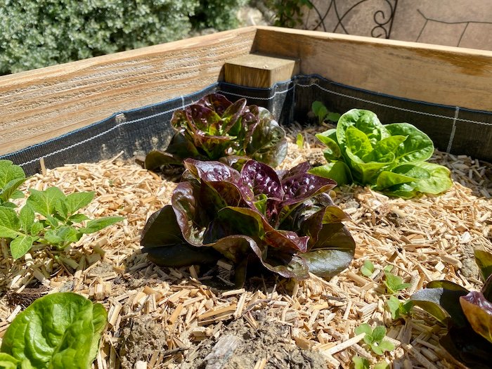 Lettuce Tips & Tricks