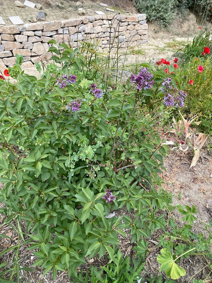 Syringa meyeri flowering