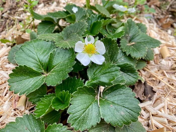 Mediterranean Strawberries?