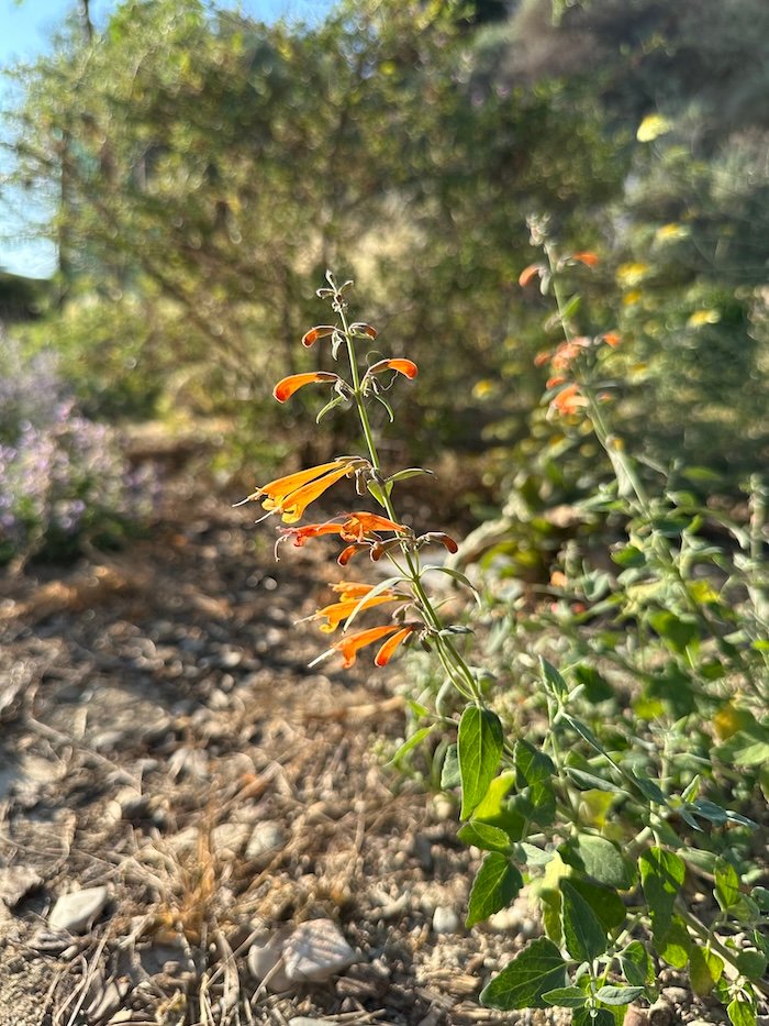 Agastache aurantiaca orange flowers