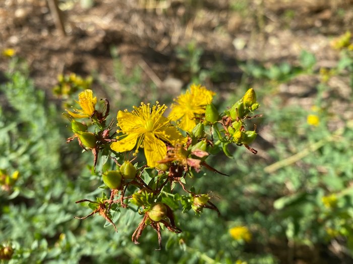 Hypericum perforatum flowers