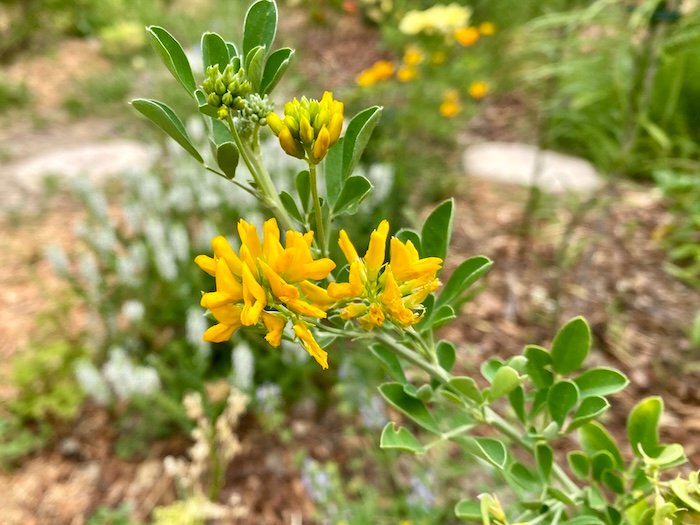 Yellow flowers of Medicago arborea
