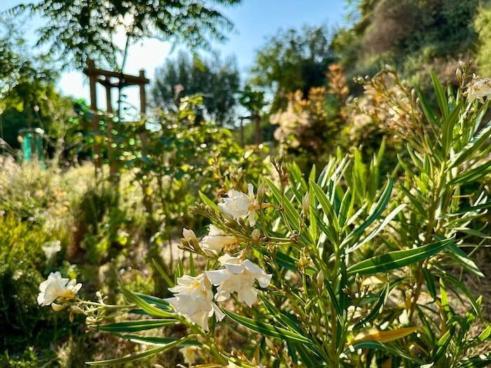 Nerium oleander Luteum Plenum