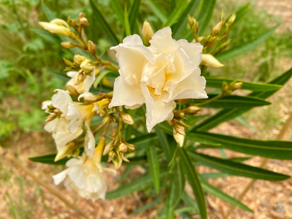 Nerium oleander