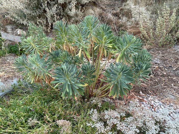 Summer Dormancy