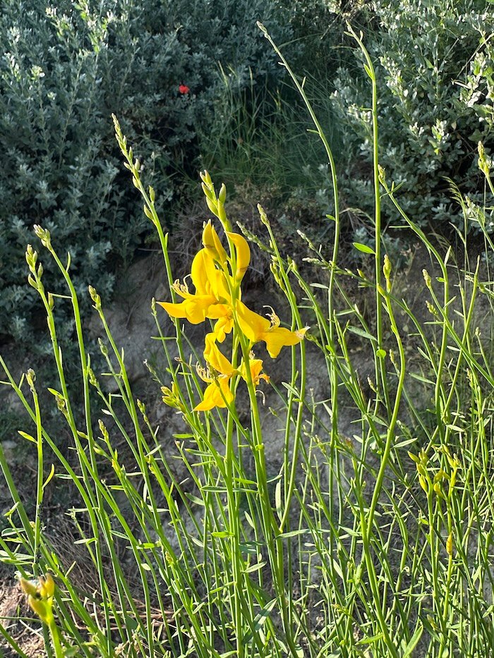 Yellow Spartium junceum flower