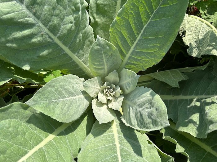 Verbascum
