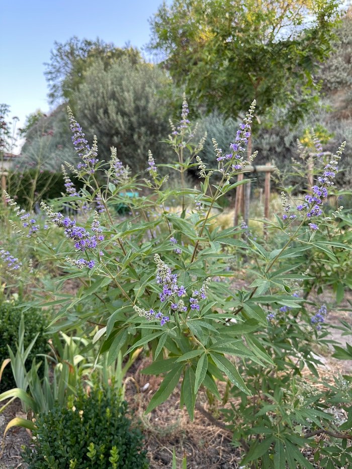 Vitex agnus-castus latifolia