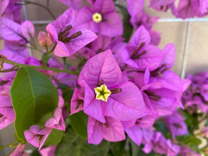 Bougainvillea spectabilis x glabra “Violet de Mèze”