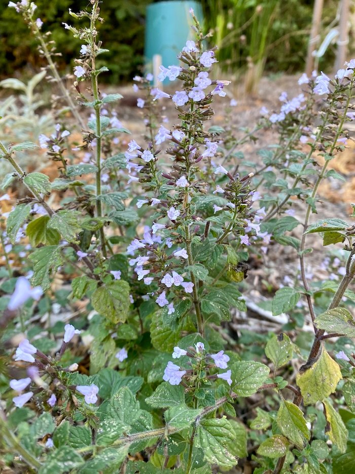 Calamintha nepeta
